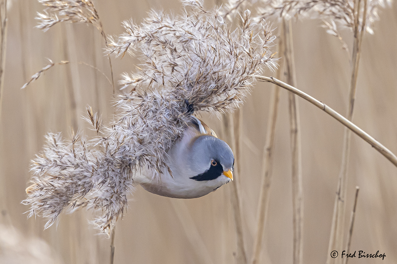 baardmannetje in het riet