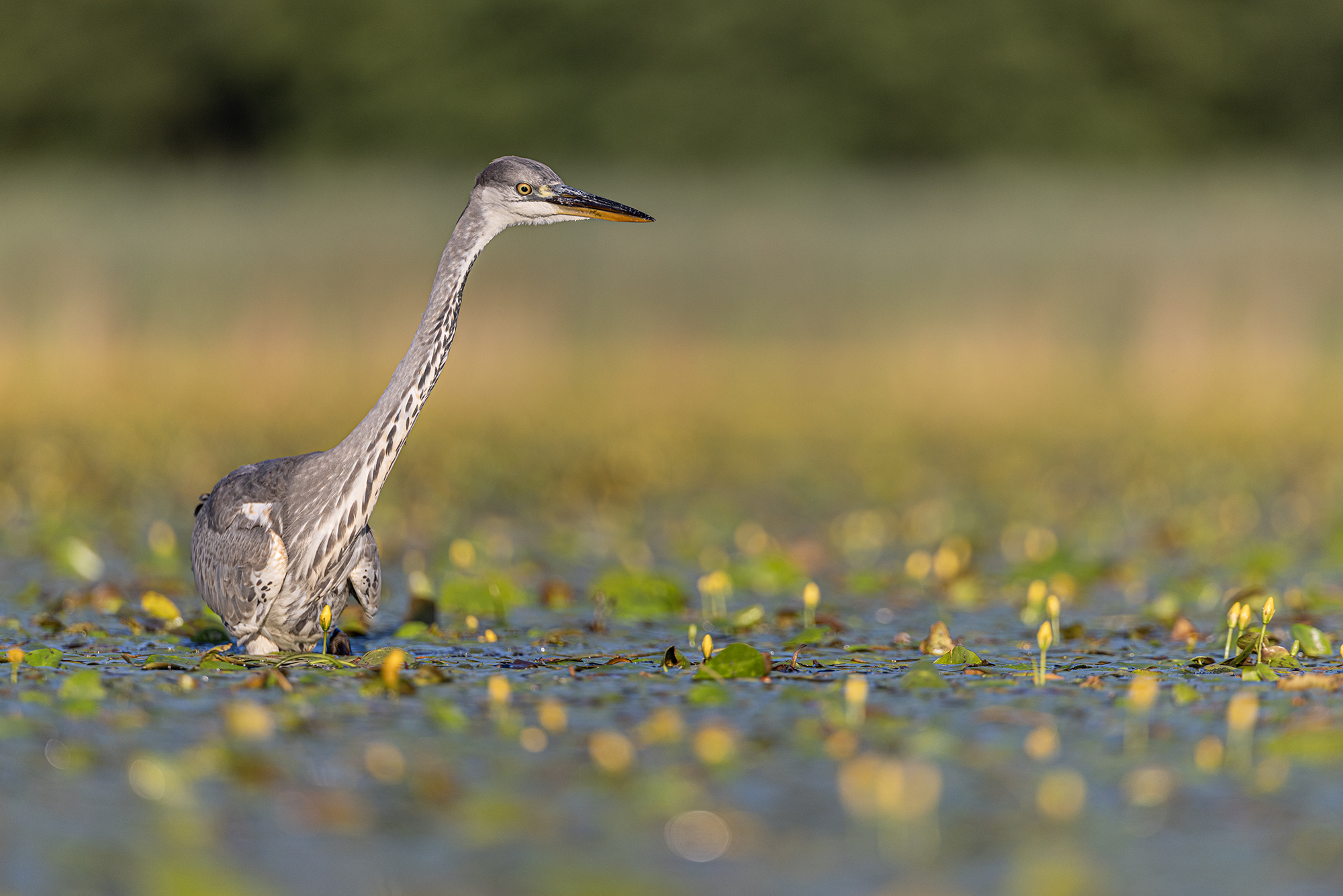 blauwe reiger