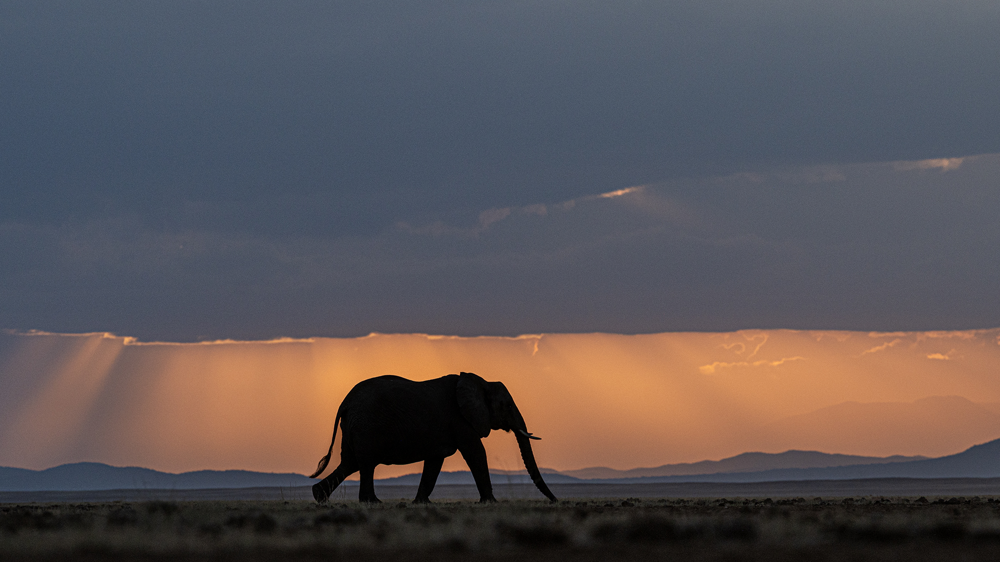 Olifant in het laatste licht