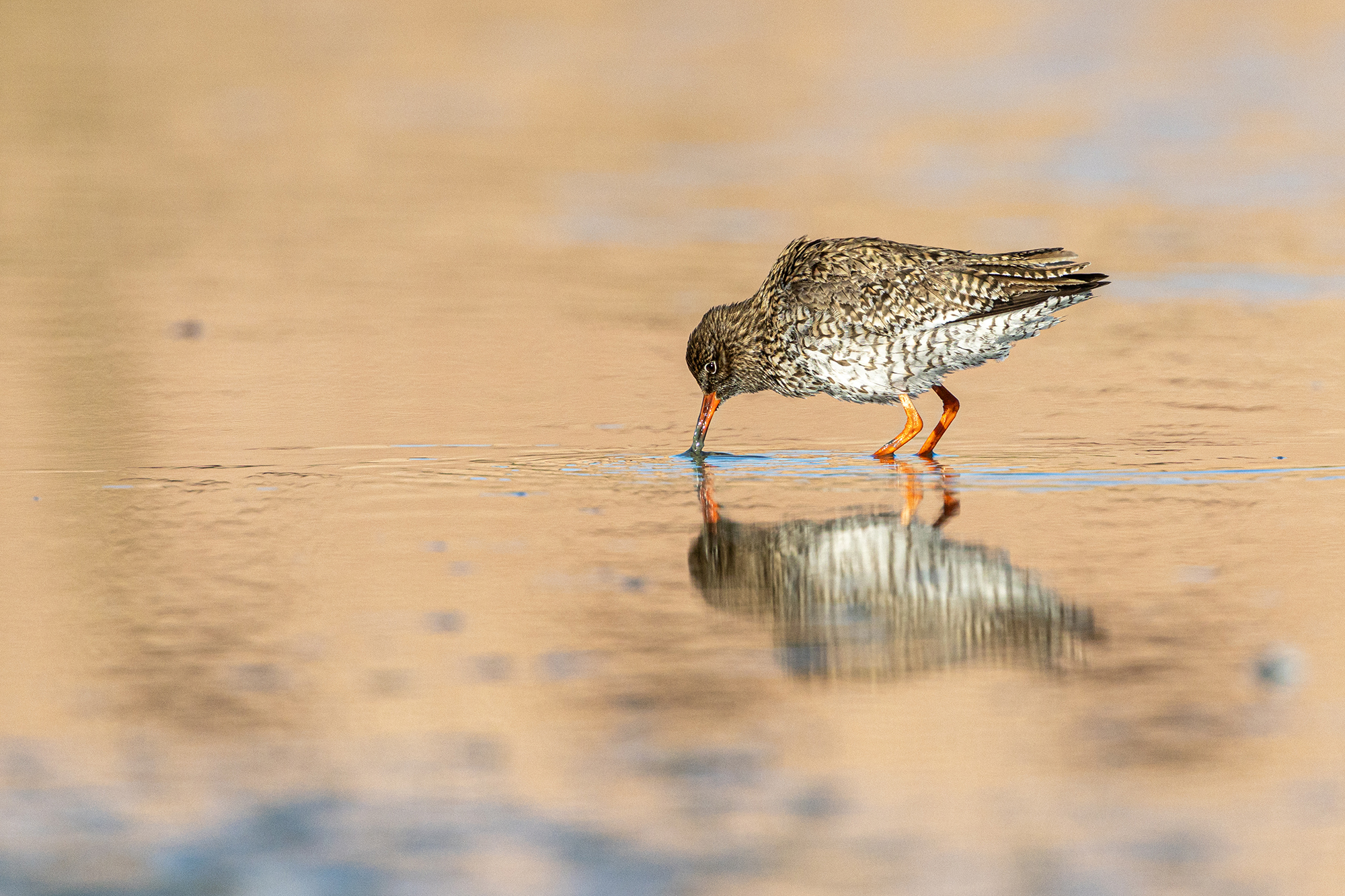 _21A6479 kopie klein