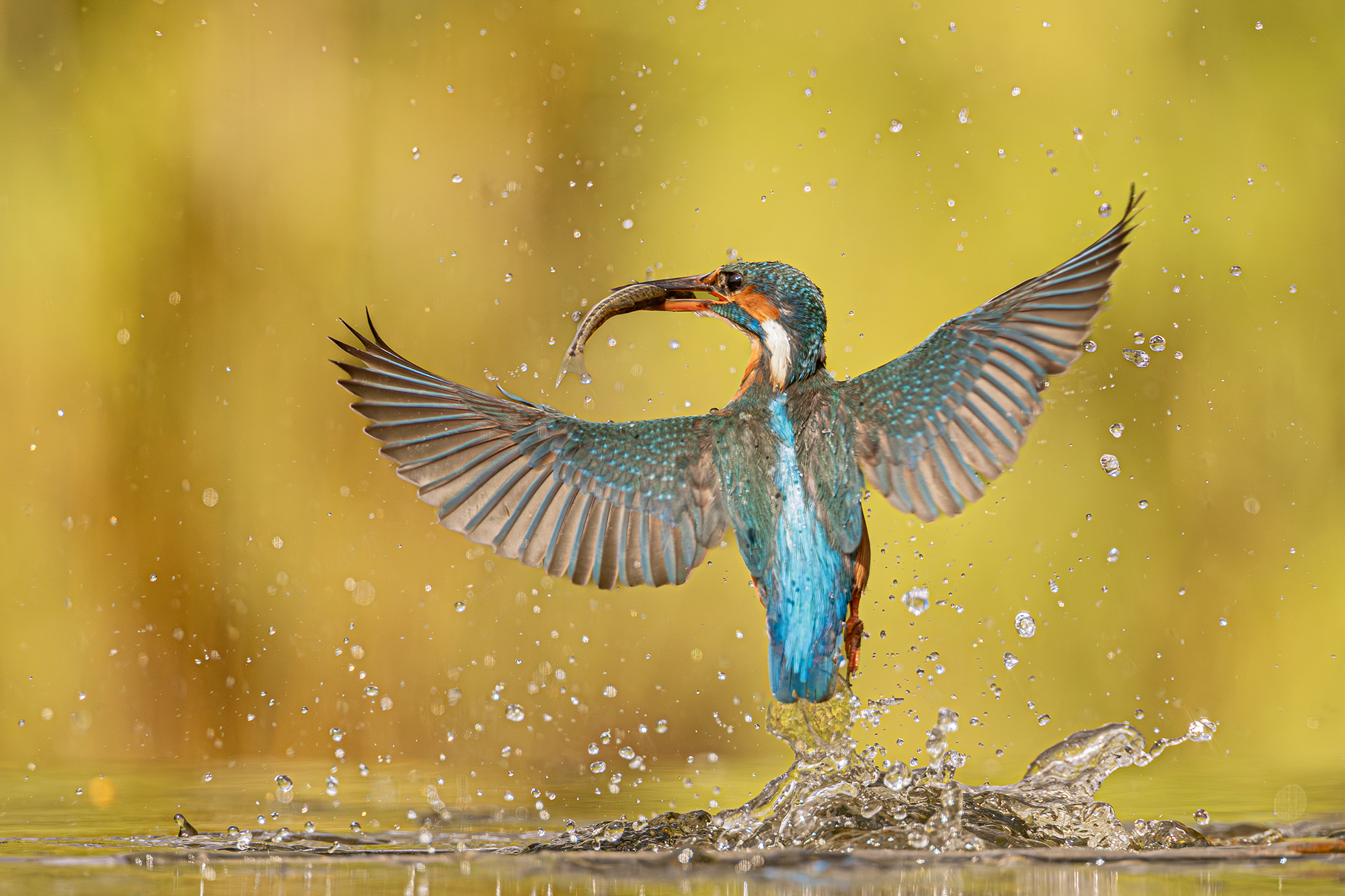 _21A6790 kopie klein