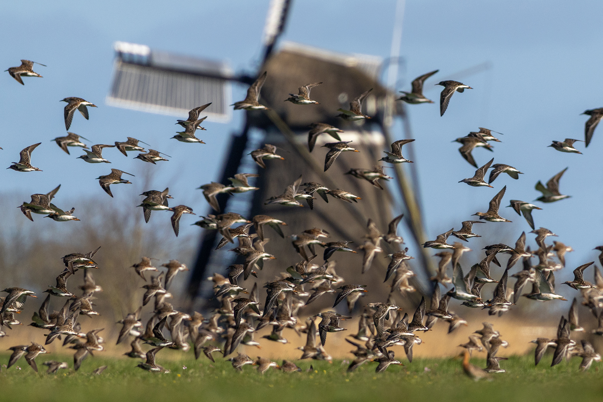 _21A7587 kopie klein