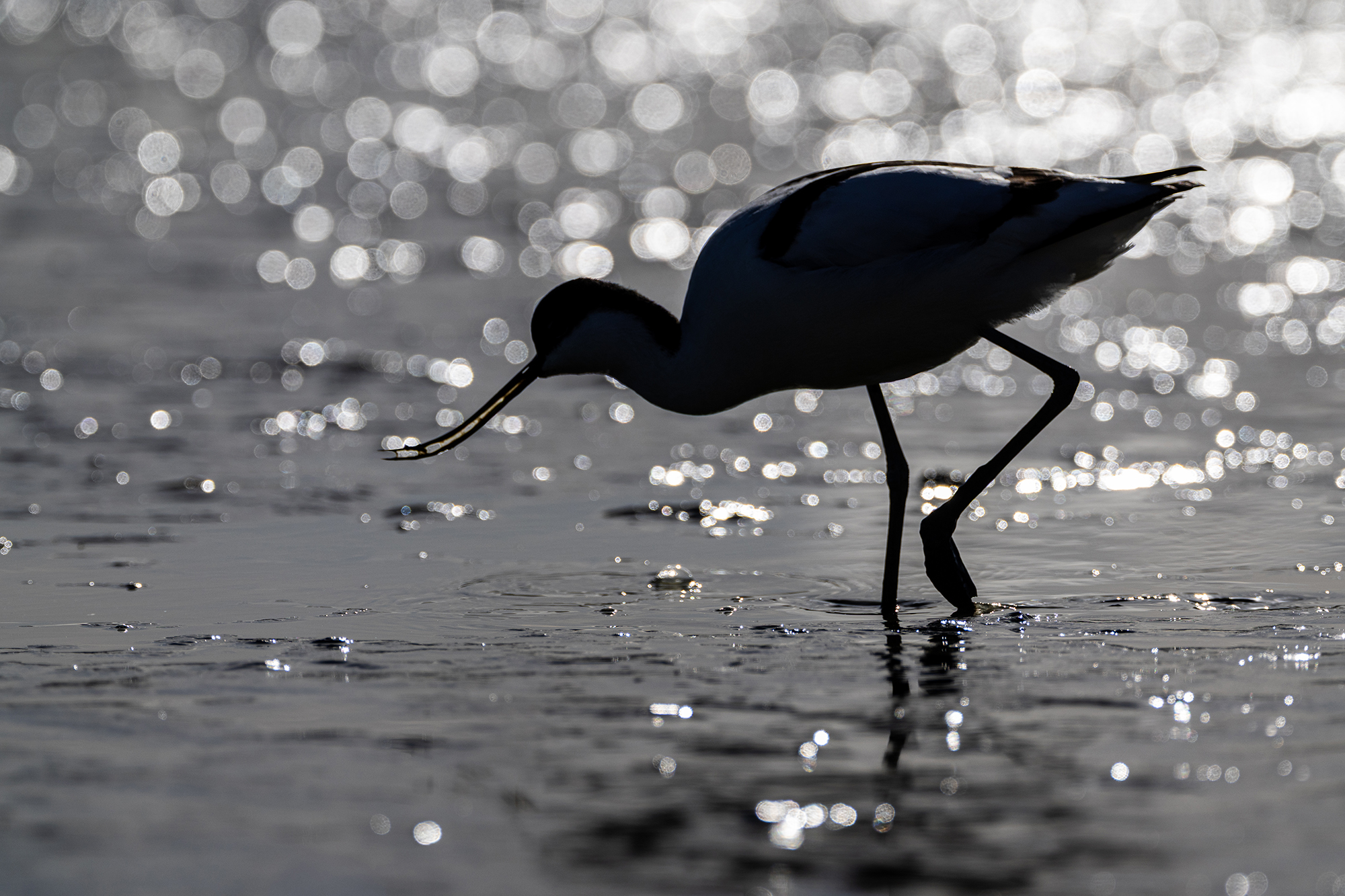 _21A8061 kopie klein